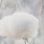 Обои Палитра 72543-42 Cottonia